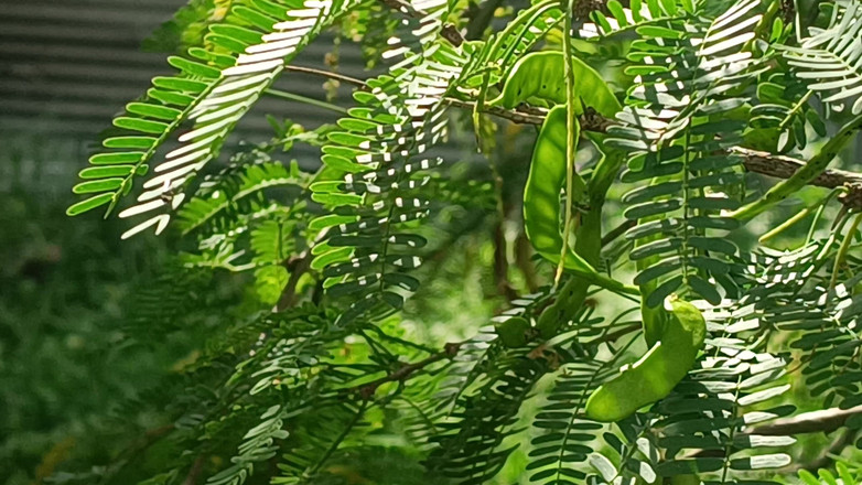 Inba: Jebanie na świeżym powietrzu