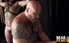 Bearfilms Big Bears Daddy Cub and Daddy Lucas Having 3some Hardcore