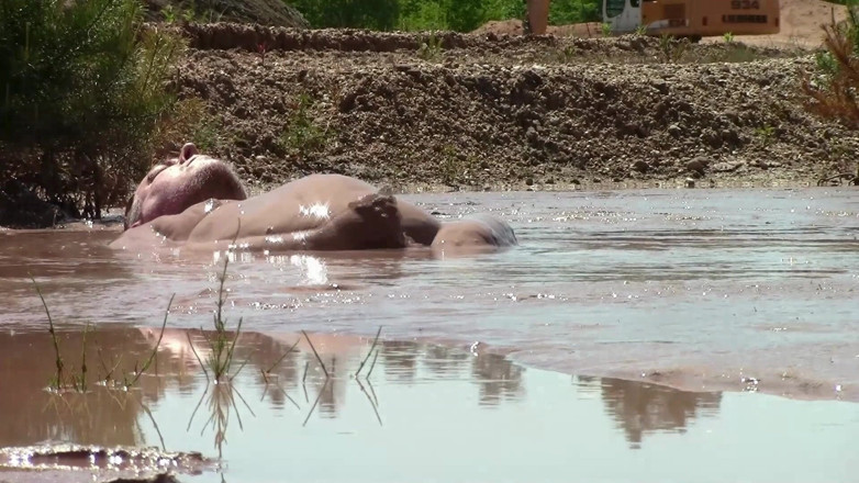 Muddy chubby: Baie de noroi într-o groapă de nisip cu noroi adânc, cremos,...