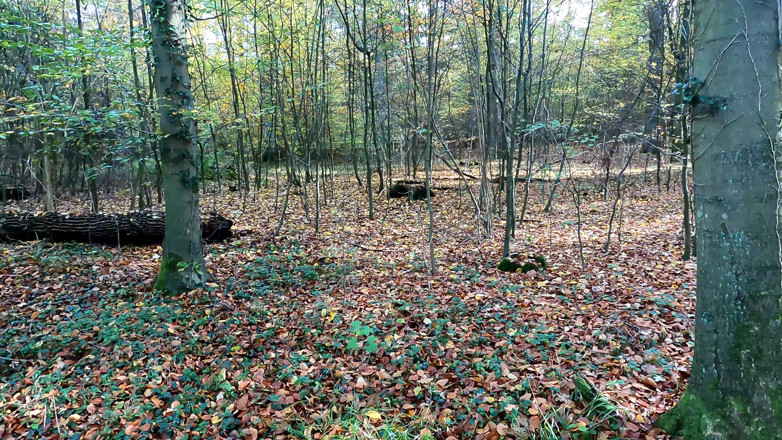 Bouncy Tits Action: Ea trebuie să dezbrăcată în pădure - apoi obtinerea dură pizdă bătaie
