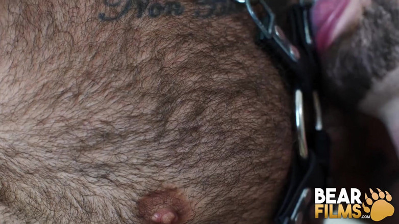 Bear Films: BEARFILMS - l'orso peloso Atlas Grant scopa crudo Harper davis