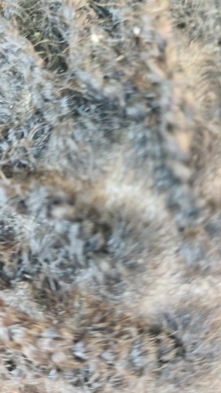 Lily Slav: Cewek nakal penurut ini lagi asik nyepong kontolmu - pov