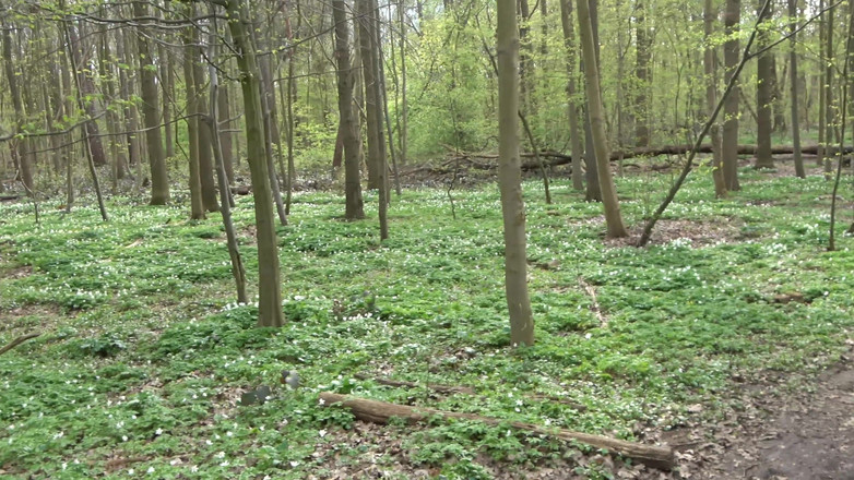 German Amateur Desire - ORRANGE MEDIA: Amcık boyun eğmeye sikiliyor