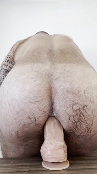 Grande urso e pau grande solo