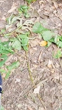 Saya menggoda seorang lelaki tentera untuk menghisap batang saya, kami bersembunyi di dalam hutan dan menyuapkan sperma satu sama lain