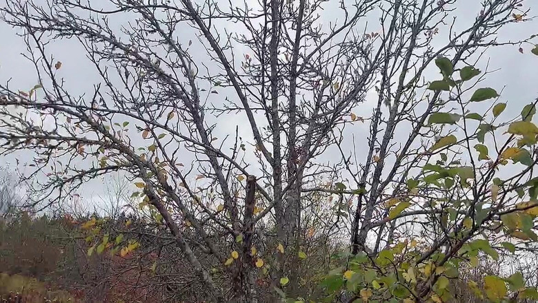 sweethanajapanese: Pissing figa Hana sexy in film aria fredda video piscio...