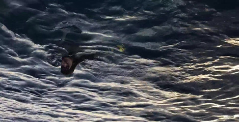 Alicia Trece: 해변에서 알몸으로 목욕