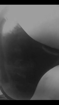 Culotte