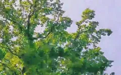 Slutboyben Cam4 Sexy Pornstar Exhibitionist