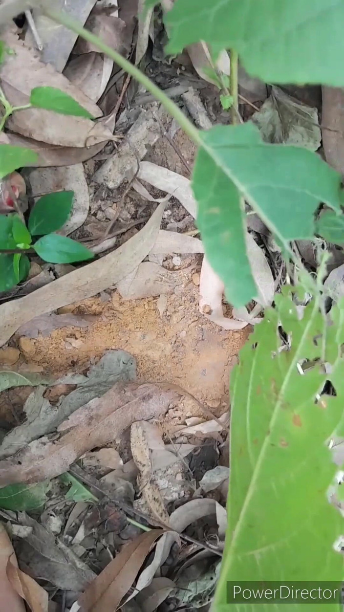 Renudbf: Venkovní vesnice Desi šukání