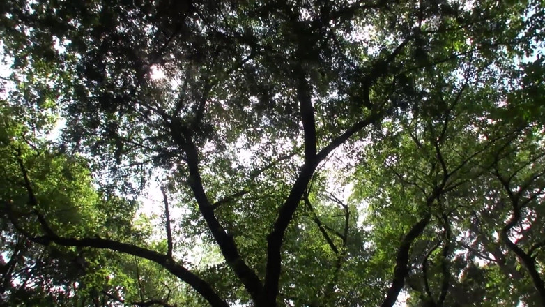 Caribbeancom: Asian teen fucking after a stroll through the woods
