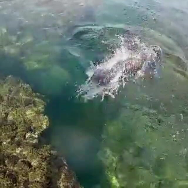 creamberryfairy: Ima Mermaid