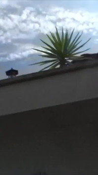 Picwi fucked bareback by amazing XXL black cock