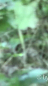 Couple Sex in the Green
