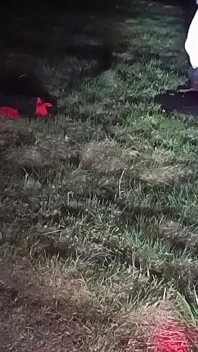 I Strip and Jerk off Outside at Night