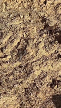 Coppia blesh nuda se la spasso sulla spiaggia