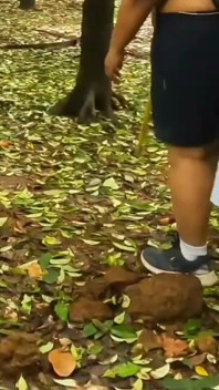 Esposa en casa de vacaciones, caminando desnuda en la jungla. Exponiendo su culo sexy y sus tetas grandes
