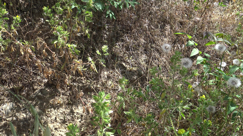 Stepmom Susan: Perverted Stepson Begged Me to Cum on My Hairy Pussy...