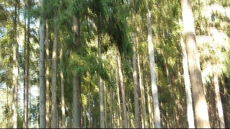 Watch4beauty: Bosque desnudo