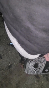 2 Szale wyruszają na wystawę w lesie Senart, bardzo późno w nocy