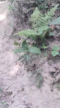 Un Asiatique fait une branlette dans la forêt