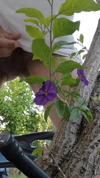 Watch Me Jerking off Outdoors While Hiding Behind a Tree