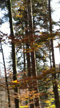 With a Leash in Ass Hot MILF a Is Led Into the Outdoor Pissing