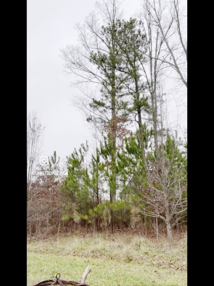 Suzy Wylde: Suzy wylde是一个创造艺术和可用物品的创造者