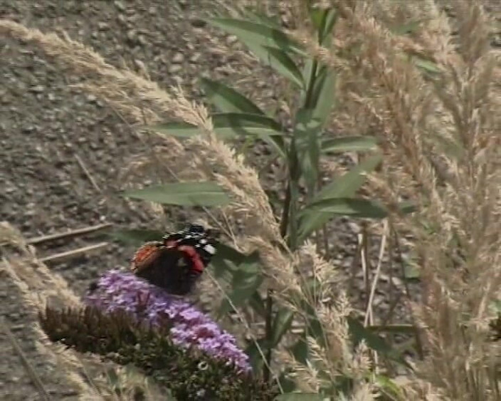 BB Video - Vintage Story: Немецкая милфа-брюнетка с большими натуральными сиськами на улице в любительском видео