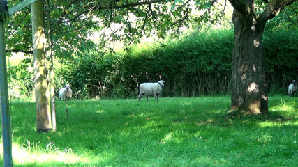 Deutschland Porno X: Azgın Ev Kadınları Çifte Penetrasyonlu Grup Seks Partisi