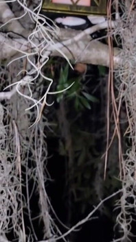 Florida swamp sex magic witch Annabelle-Rogers.