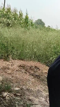 While Roaming in the Field, He Started Hitting the Hilt
