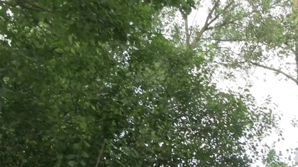 Popp Sylvie: Jebanie publiczne i złapane