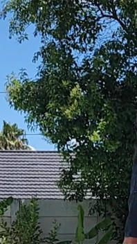 Outdoor Quickie Got Caught by a Neighbour Looking Over the Wall
