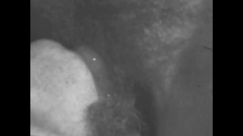 Vintage Usa: 관능적인 여성들의 털복숭이 보지