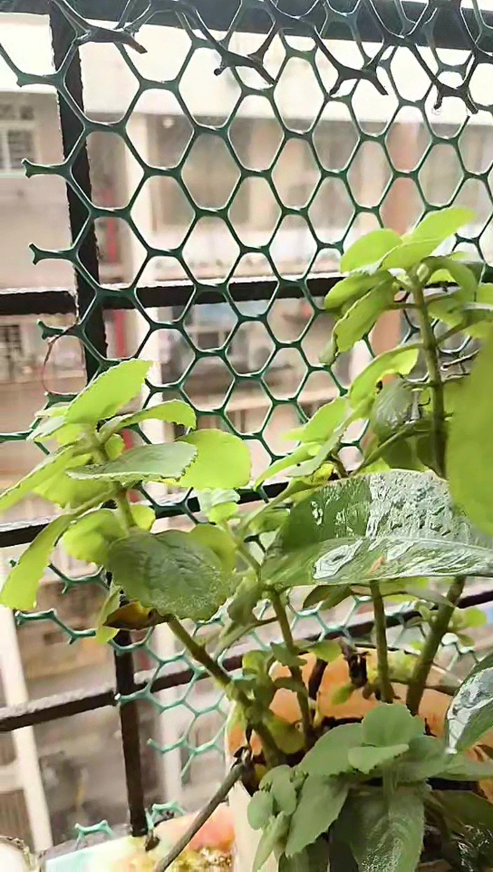 Zoyasazadai: Zoya Shezadi di ruang tamu menikmati bersendirian merasa lebih gembira