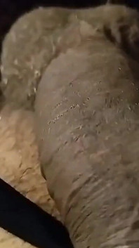 Homemade - video rekaman seks romantis lagi asik nyepong kontol