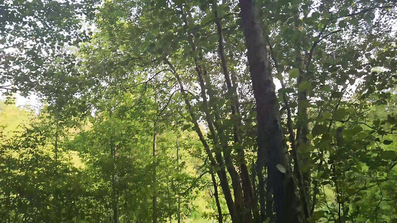 Ethan Lestray: 기차 앞 플랫폼에서 남자를 만나 숲에서 그를 빨기로 결정했습니다.