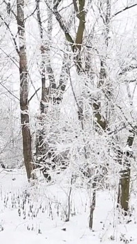 Severe Frost