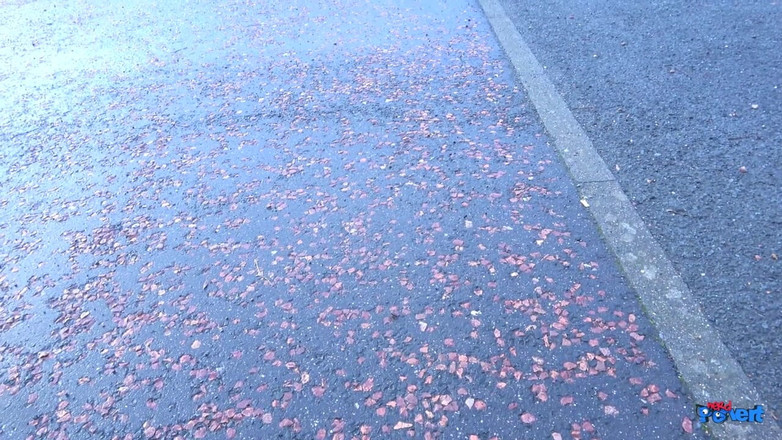 Nerd Pervert: Carli Hudsone puta sorbiendo polla