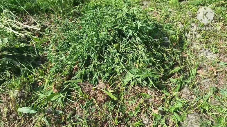 Savita5343: J’ai baisé ma belle-sœur en levrette dans un champ de...