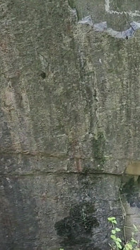 jangal men sharaarti tahalna