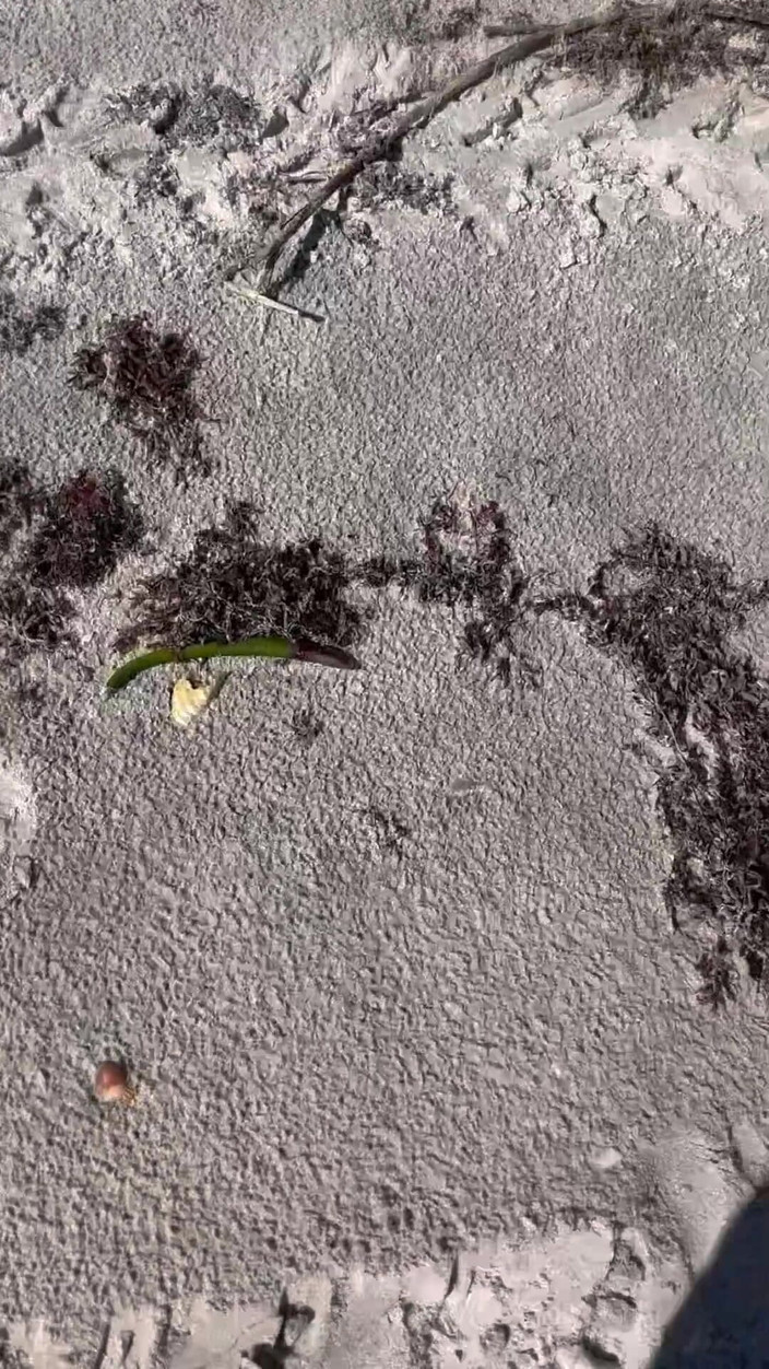 Peppermint Giantess: 67女神と共にビーチでの一日