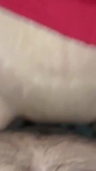 印度辣妹janvibhabhi的亲吻，胸部吮吸和粗暴性爱场景
