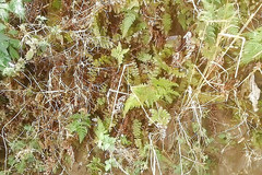 Gangbang straight: Chcací pocta Nehalika