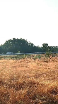 Upokorzenie Niewolnika Ticha - Pokazuje Jej Cipkę I Cycki