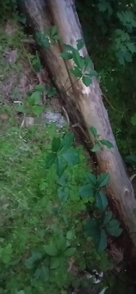 M-a prins împotriva unui copac în parc și mi-a mâncat cu lăcomie pizda