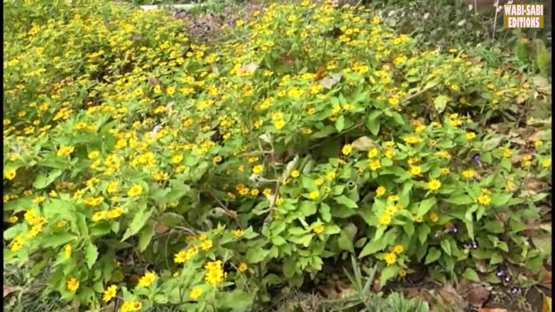 MILF, Wabi-Sabi Editions: 自由精神的成熟女人拥抱露天成人自由的农村逃生 - 场景4