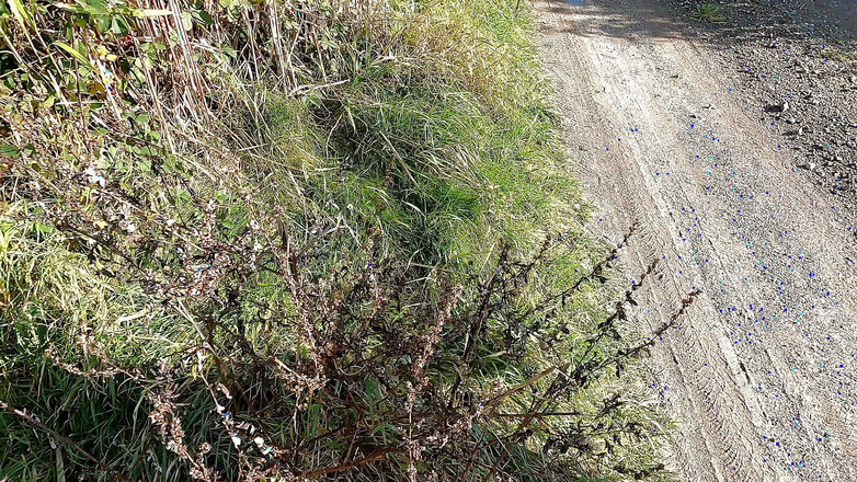 Bouncy Tits Action: 전신주 아래에서 벌을 받는 벌거벗은 젖탱이