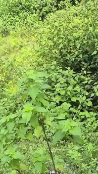 Schwiegertochter Und Schwiegervater Im Freien, Straßenrand Im Wald, Rückkehr Von Der Mutter Zu Hause